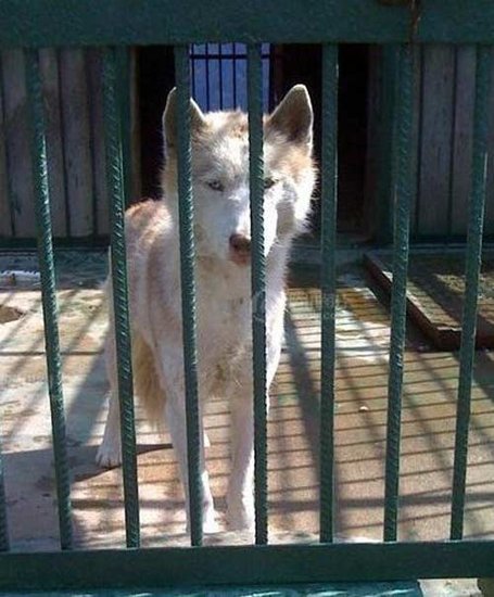 山東棗莊野狼哈士奇 