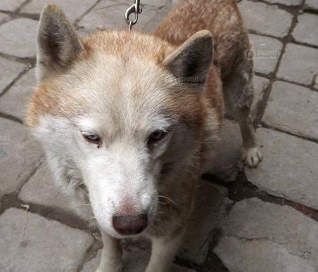 山東棗莊野狼哈士奇