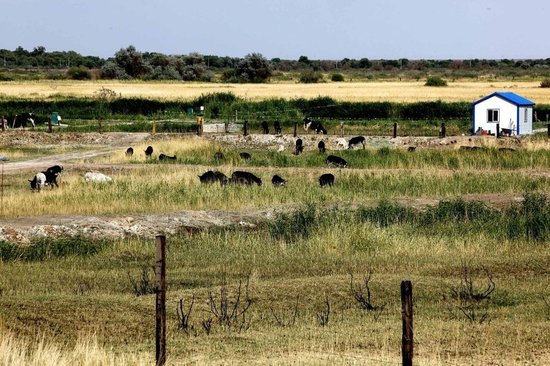 航天員食品特供基地：每一頭奶牛都有身份證