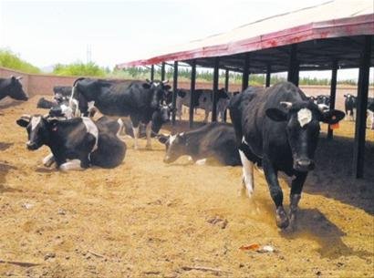 這就是航天員的特供奶牛。