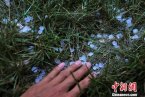 21日新疆石河子又出現(xiàn)冰雹襲擊 部分城區(qū)停電