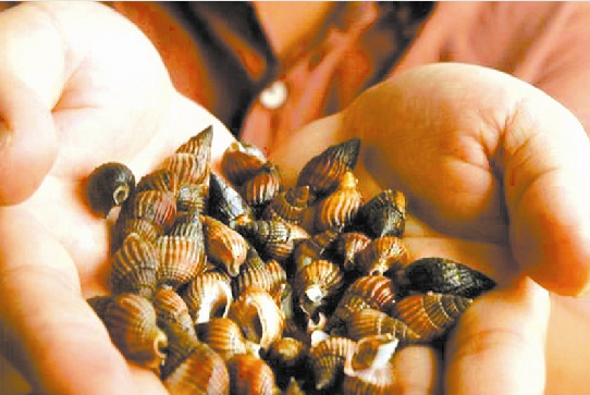 溫州織紋螺中毒