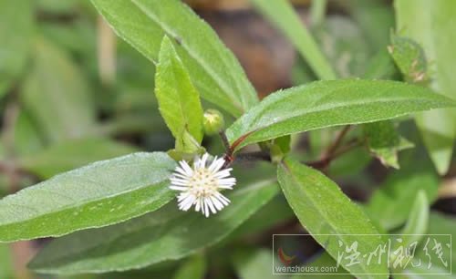 旱蓮草治療老鼠痣