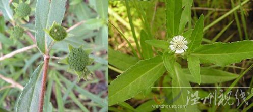 旱蓮草治療老鼠痣