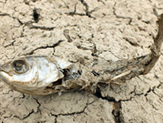 湖北鐘祥旱情 2012湖北旱