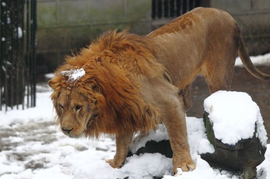 杭州動物園雪球砸獅子