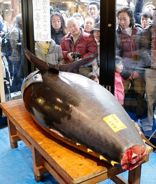 史上最貴金槍魚