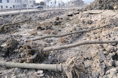 橫七豎八躺著的香樟樹苗