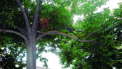 近2米長(zhǎng)花蛇盤(pán)踞在人行道樹(shù)杈上捕鳥(niǎo)(組圖)