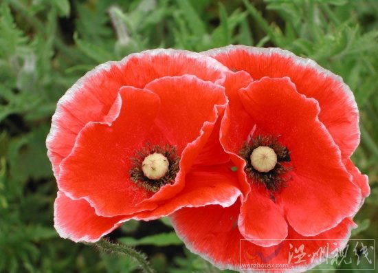 吸毒被抓會被判幾年 吸毒是不是犯罪