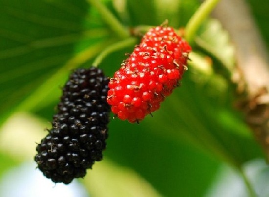 吃什么水果對皮膚好 吃什么對皮膚好 8種水果抗衰老