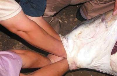 金牛湖青魚王212斤