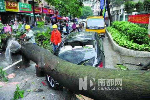 廣州大風(fēng)折斷路邊有一棵大樹砸中轎車
