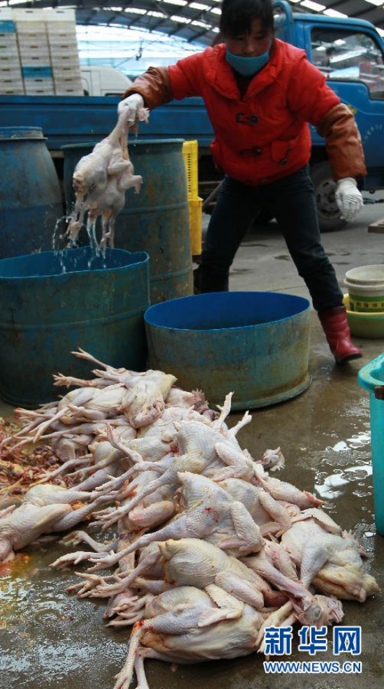 4月6日起南京全市關閉所有活禽交易市場