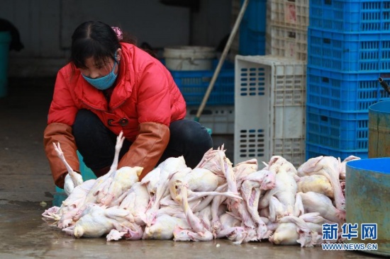 4月6日起南京全市關閉所有活禽交易市場