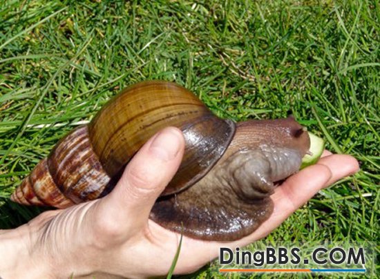 非洲巨蝸牛碩大如鼠
