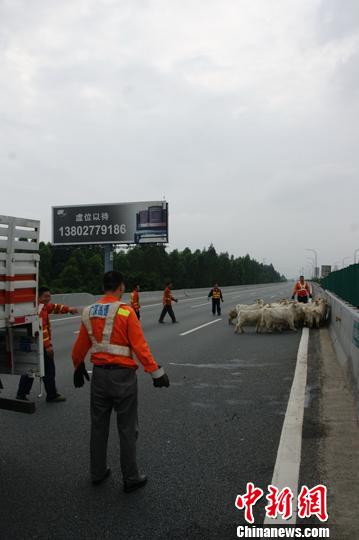 廣深高速車(chē)禍50頭山羊逃竄高速