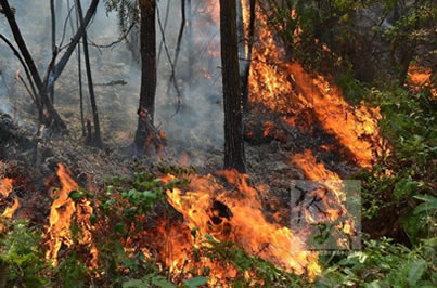 溫嶺山火 4月13日浙江溫