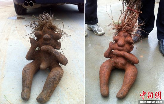 人形何首烏圖片