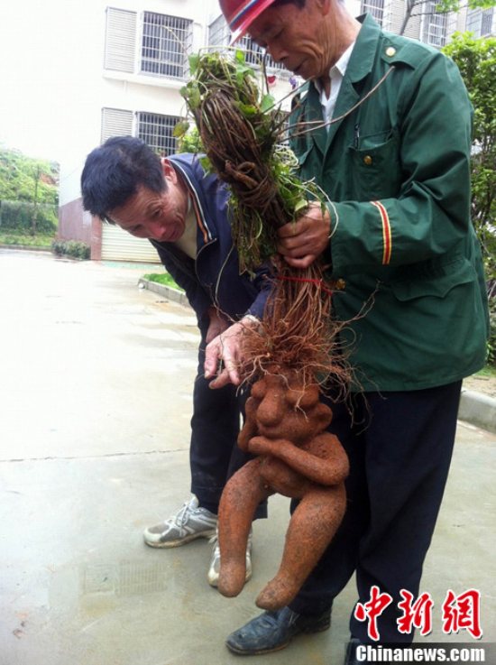 人形何首烏圖片