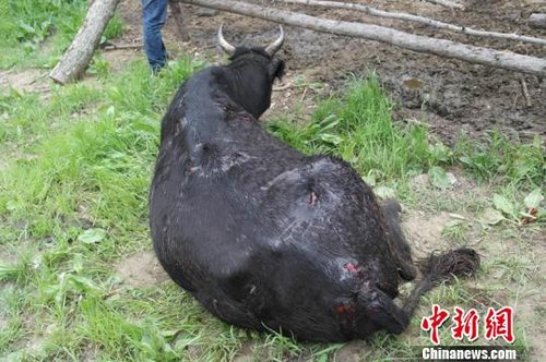 野生東北虎襲擊黑牛