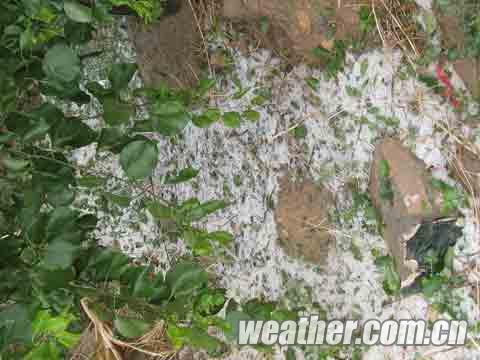 寧夏10日下冰雹 寧夏青銅峽市遭遇強(qiáng)冰雹襲擊農(nóng)業(yè)損失慘重