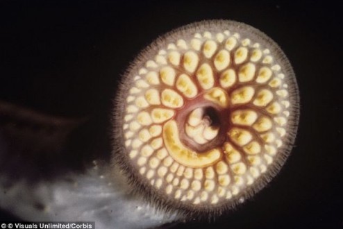 嘴上有吸盤的魚七鰓鰻被稱為吸血鬼魚