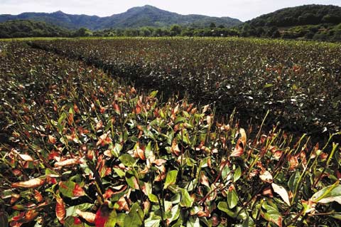 大暑連中伏 杭州熱浪滾滾迎第23個高溫日