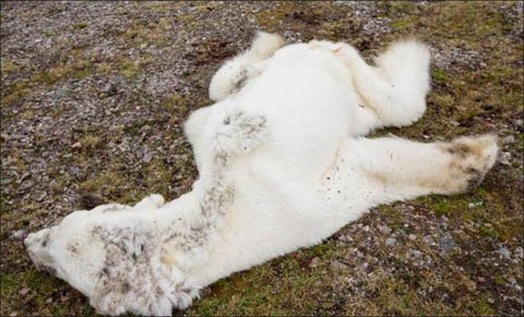 北極熊餓死圖片 冰川融化無法覓食北極熊瘦成毛毯