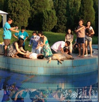 朝陽寵物樂園觸電事件