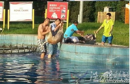 兩只寵物狗被當場電死