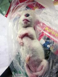 四川內江驚現天眼貓