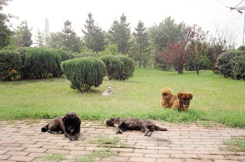 小狗被車撞死 三個同伴守著尸體兩天