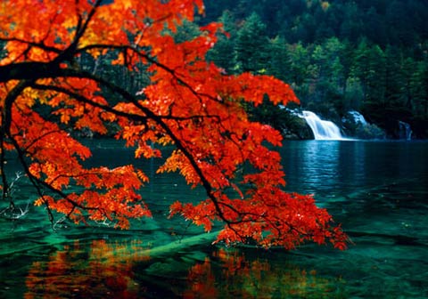 霜葉紅于二月花 紅葉觀賞權威推薦