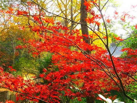 霜葉紅于二月花 紅葉觀賞權威推薦