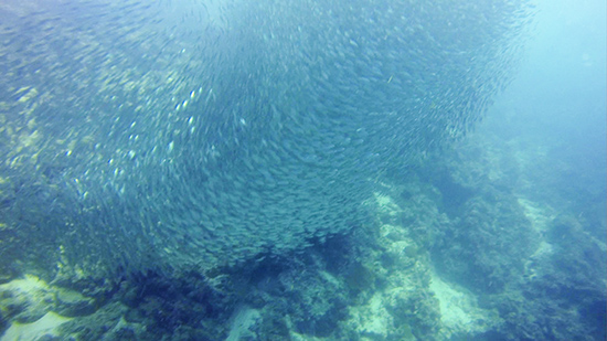 溫州美女攝影師貞妤在菲律賓潛水拍到的沙丁魚風暴