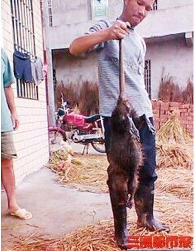 湖南特大老鼠王長90厘米 老鼠王在魚塘偷魚被抓
