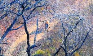 吉林攝影師拍下東北虎照片