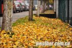 重慶銀杏黃了 2013年11月24日重慶市最低氣溫可能跌至