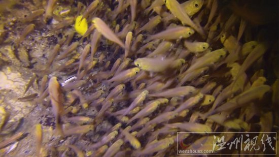 貞妤菲律賓潛水視頻