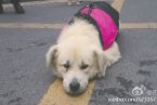 忠犬被遺棄 半年多每天在小區(qū)門口癡等主人回家