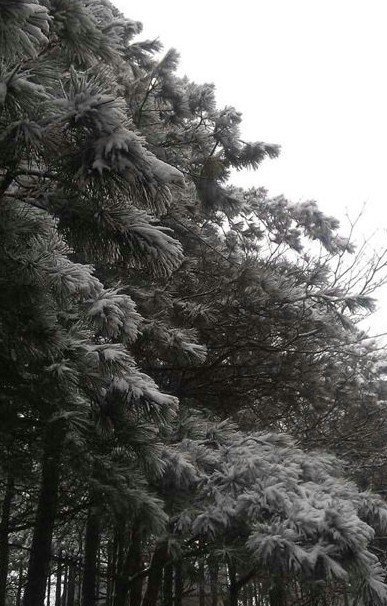 浙江下雪了,2013年冬季浙江湖州安吉第一場(chǎng)雪