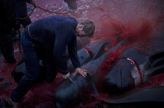 丹麥法羅蘭群島屠鯨節，大批領航鯨遭屠殺。