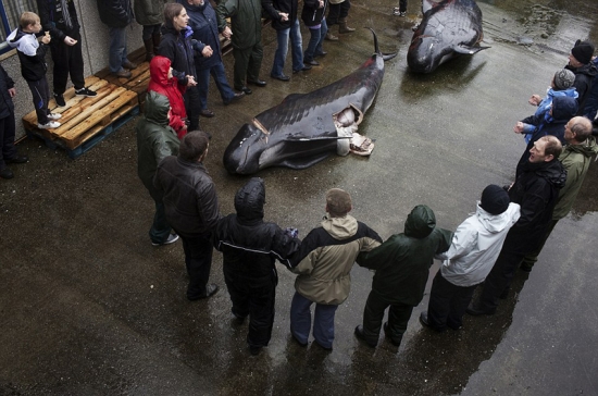 丹麥法羅蘭群島屠鯨節，大批領航鯨遭屠殺。