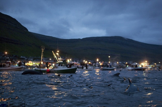 丹麥法羅蘭群島屠鯨節，大批領航鯨遭屠殺。