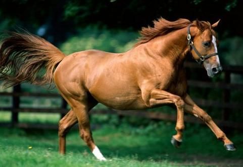 12生肖馬年運勢