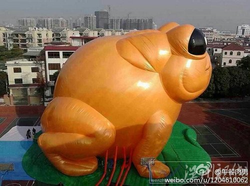 中山大黃蛙圖片