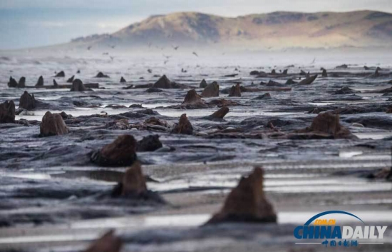 英國遭遇強風(fēng)暴,大風(fēng)出土5000年前的森林遺址。