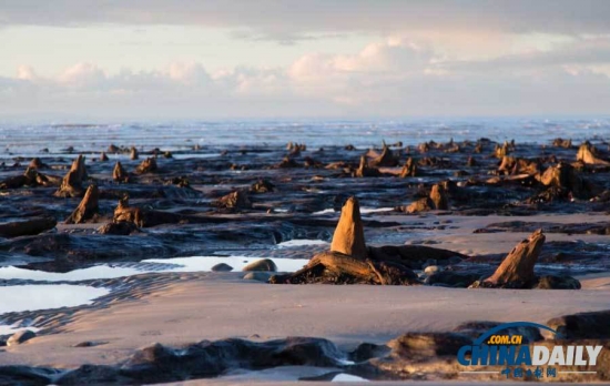 英國遭遇強風(fēng)暴,大風(fēng)出土5000年前的森林遺址。