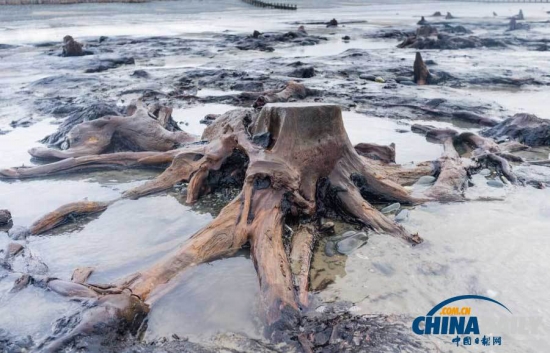 英國遭遇強風(fēng)暴,大風(fēng)出土5000年前的森林遺址。